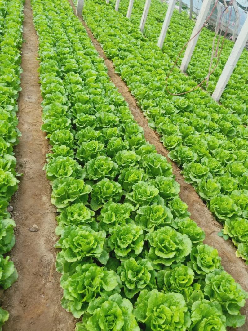 精品意大利生菜，现货量大，4两到7两，提供各种包装，欢迎