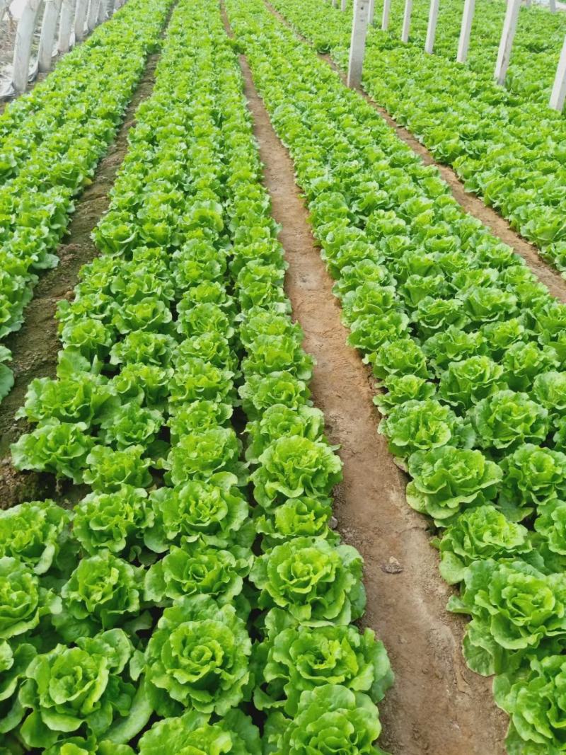 精品意大利生菜，现货量大，4两到7两，提供各种包装，欢迎