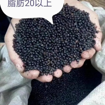 花椒籽，脂肪18以上，替代玉米