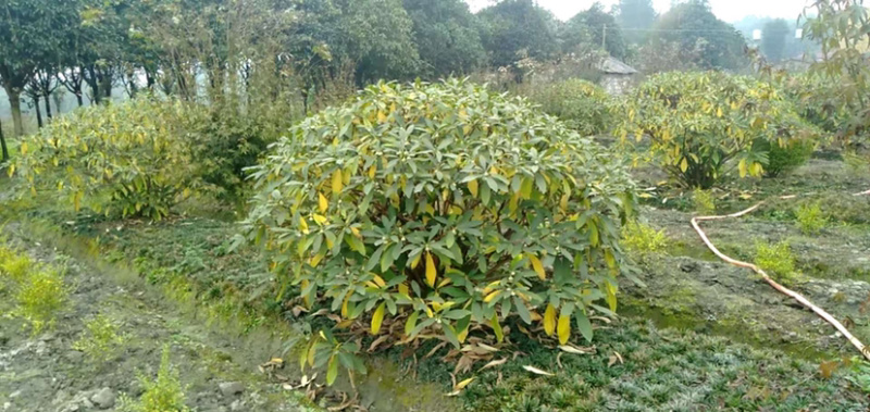 结香，结香树，结香球，2米结香球价格