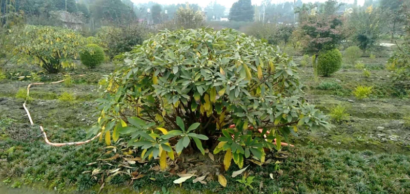结香，结香树，结香球，2米结香球价格