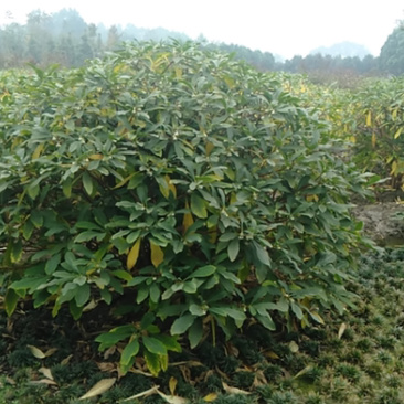 结香，结香树，结香球，2米结香球价格