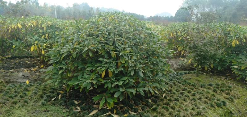 结香，结香树，结香球，2米结香球价格