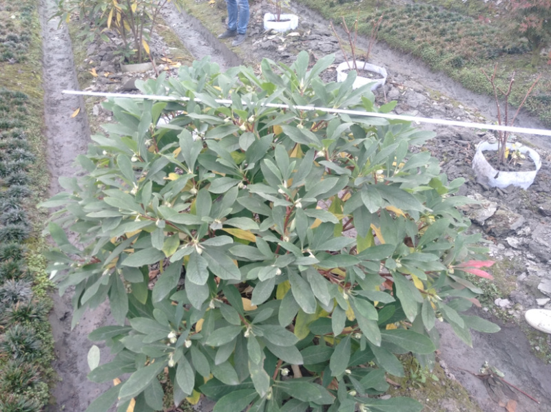 结香，结香树，结香球，2米结香球价格