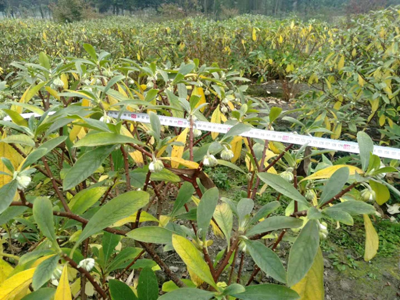 结香，结香树，结香球，2米结香球价格