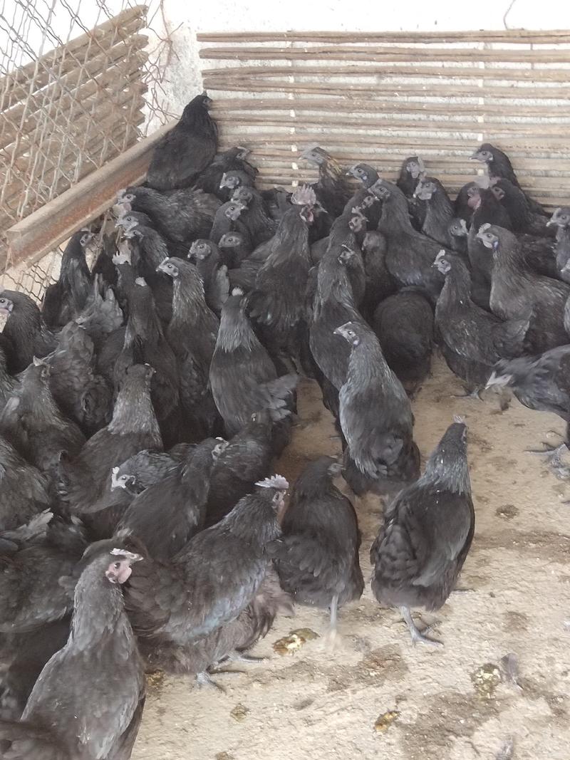 纯种五黑鸡，绿壳蛋鸡，常年有货，全国发货