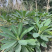 结香，结香树，结香球，2米结香球价格