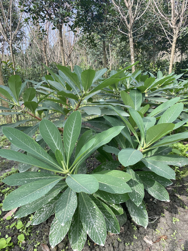 结香，结香树，结香球，2米结香球价格