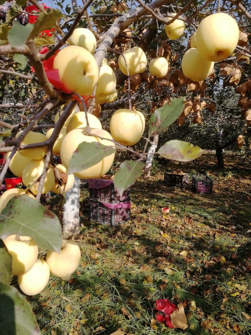 土中求真牌黄金蜜苹果，无添加，吃出儿时的味道