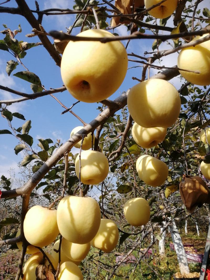 土中求真牌黄金蜜苹果，无添加，吃出儿时的味道