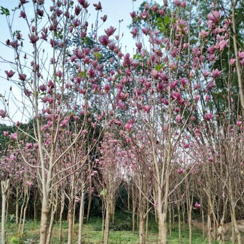 紫玉兰，漳浦县长桥镇春光村顺兴花木场