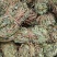 【推荐】鸡骨草野生新货带叶青绿青绿干货直发欢迎下单