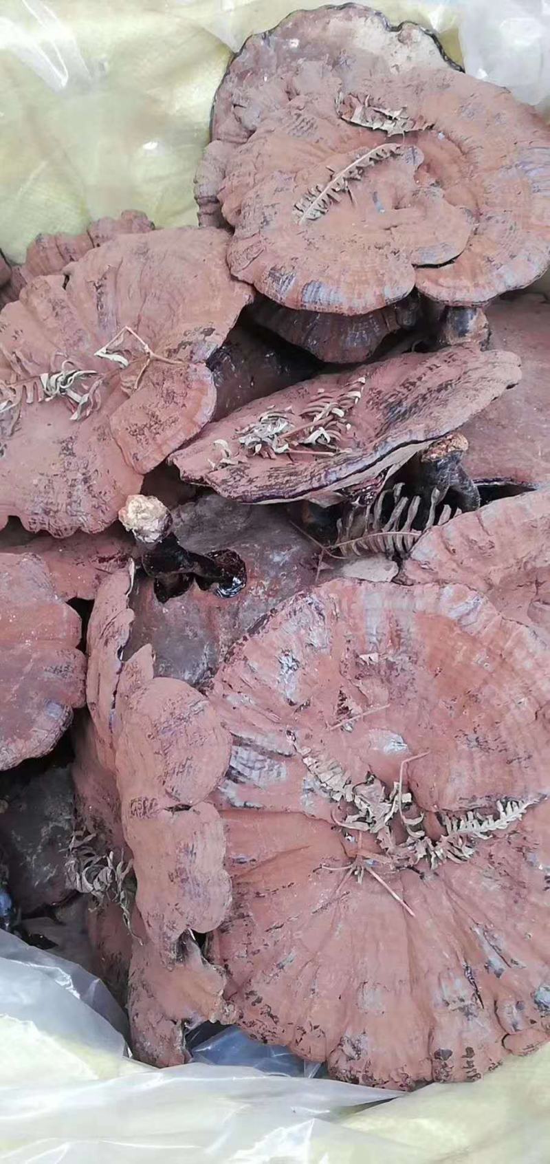 广西百色十万大山深山自然生长黑灵芝特级紫赤林灵芝打粉装批