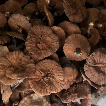 广西百色十万大山深山自然生长黑灵芝特级紫赤林灵芝打粉装批