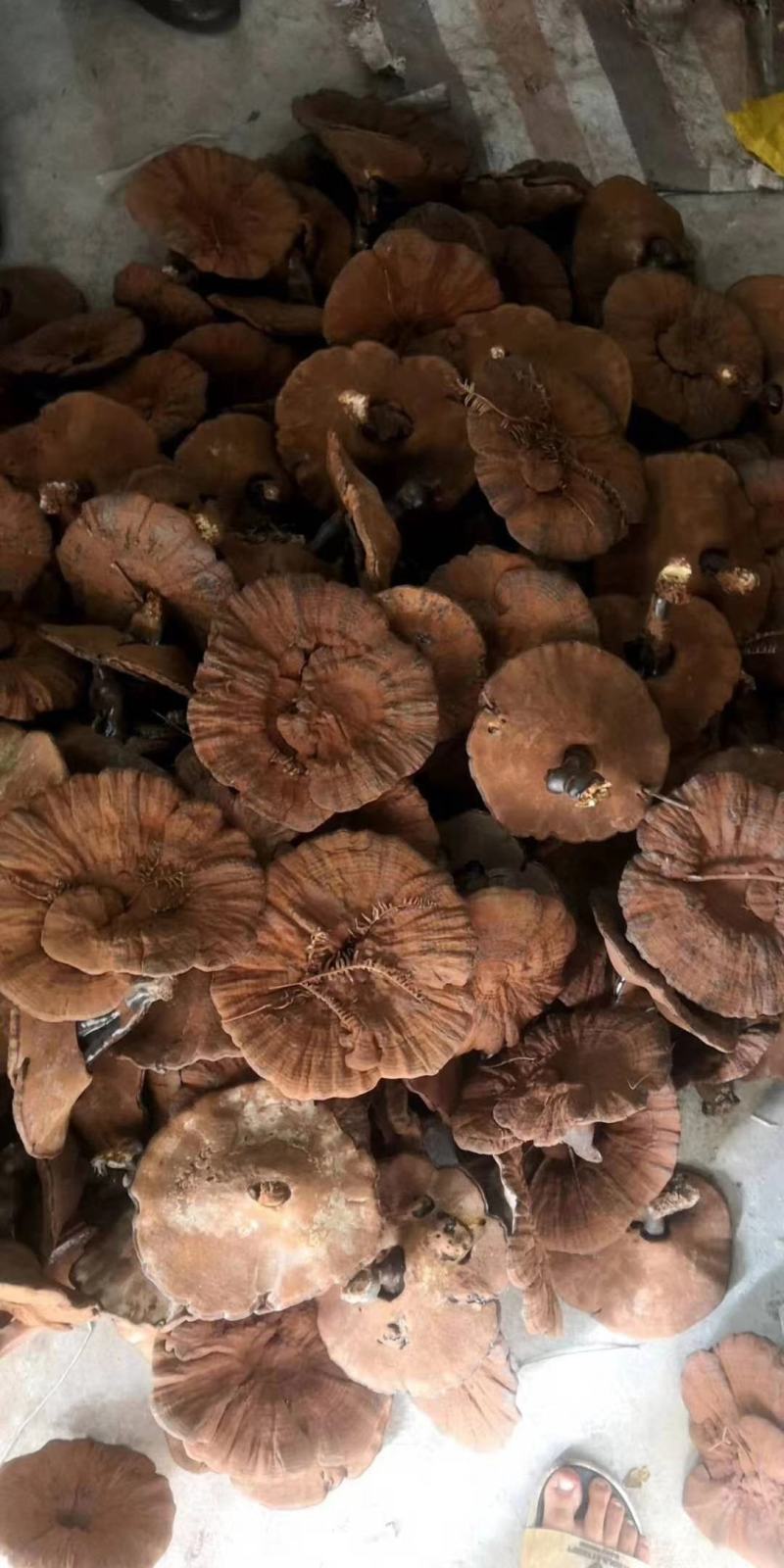 广西百色十万大山深山自然生长黑灵芝特级紫赤林灵芝打粉装批