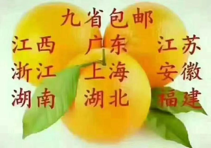赣南脐橙上市了，真品质，好口感。