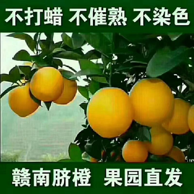 赣南脐橙上市了，真品质，好口感。