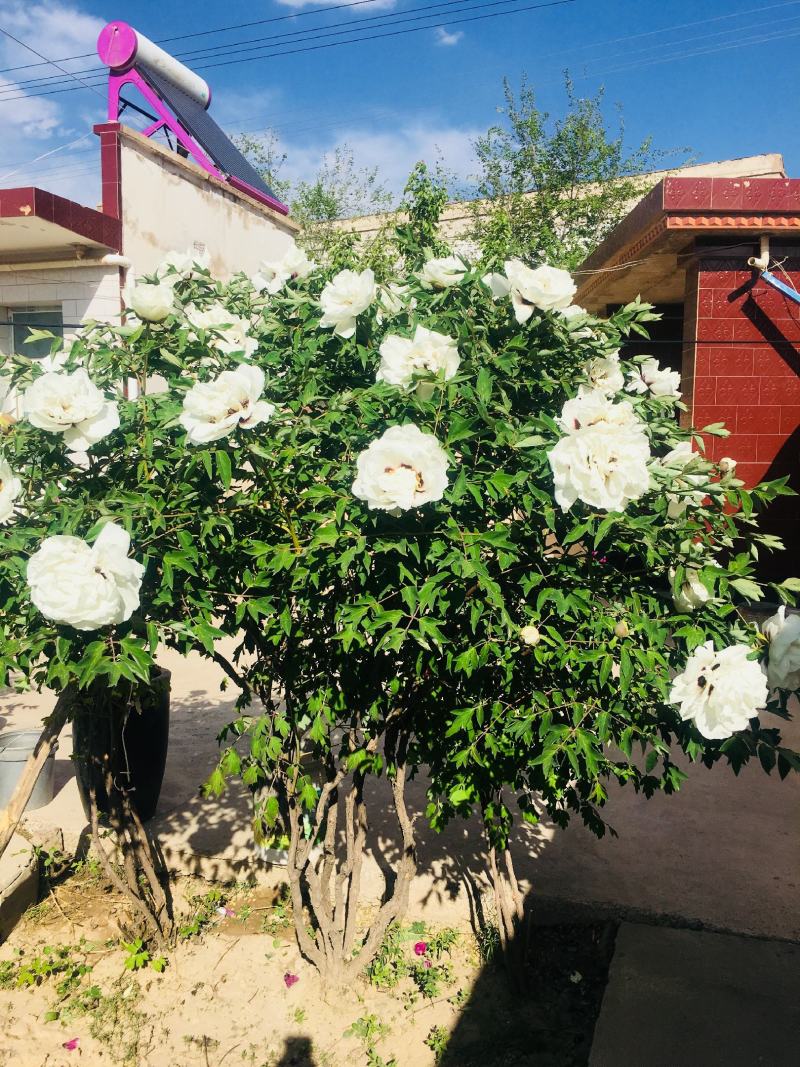 紫斑牡丹各种花色各种规格