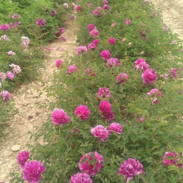 紫斑牡丹各种花色各种规格