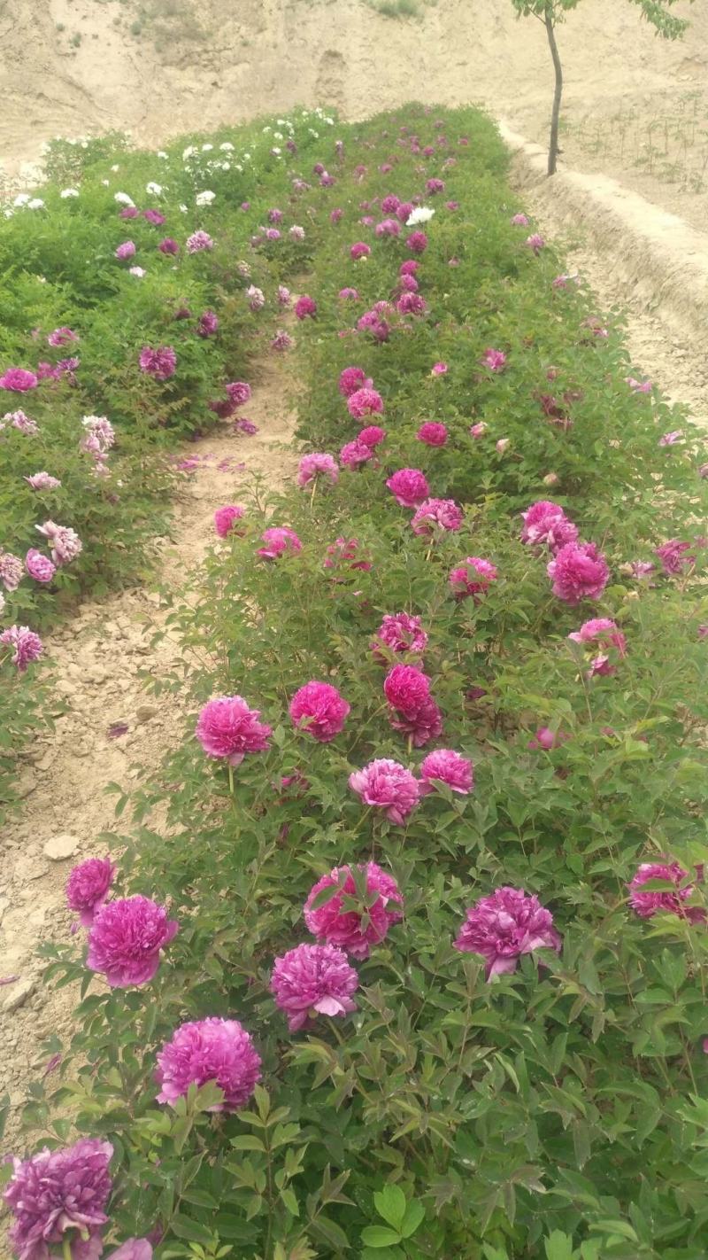 紫斑牡丹各种花色各种规格