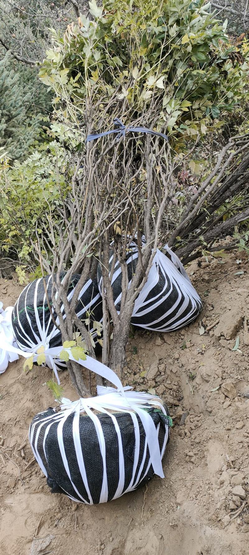 紫斑牡丹各种花色各种规格