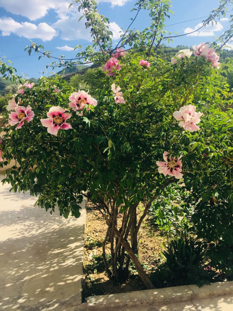 紫斑牡丹各种花色各种规格