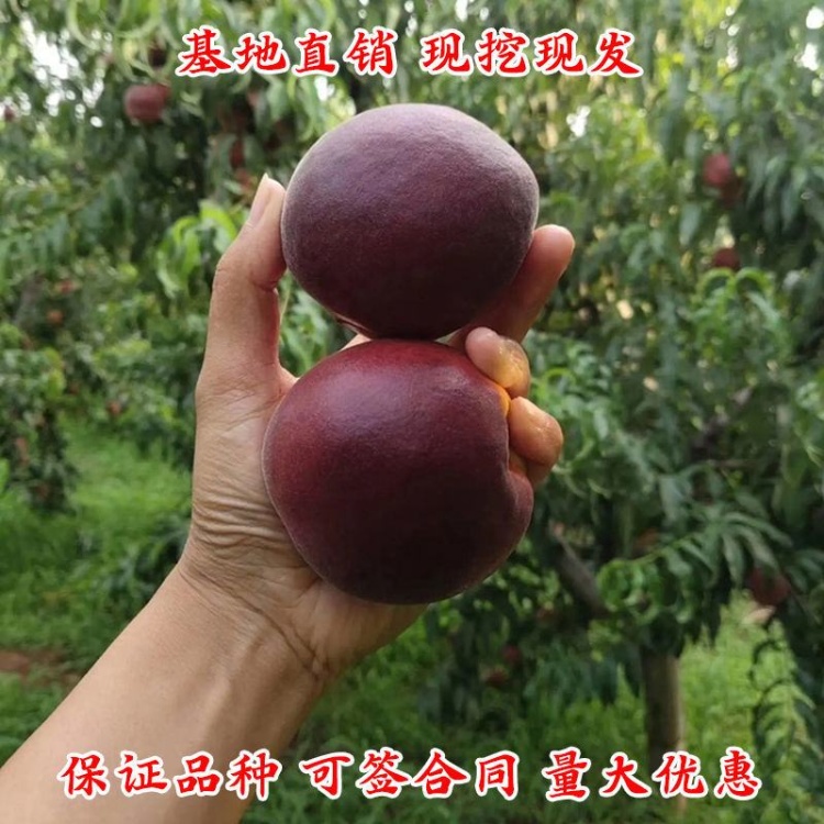 黑桃苗批发]正宗黑桃皇后桃树苗量大签约基地现起苗质量保正发包
