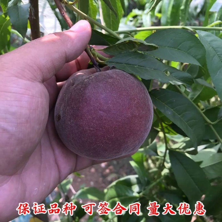 月桃の苗、観葉植物、熱帯果樹、実生苗 温かく