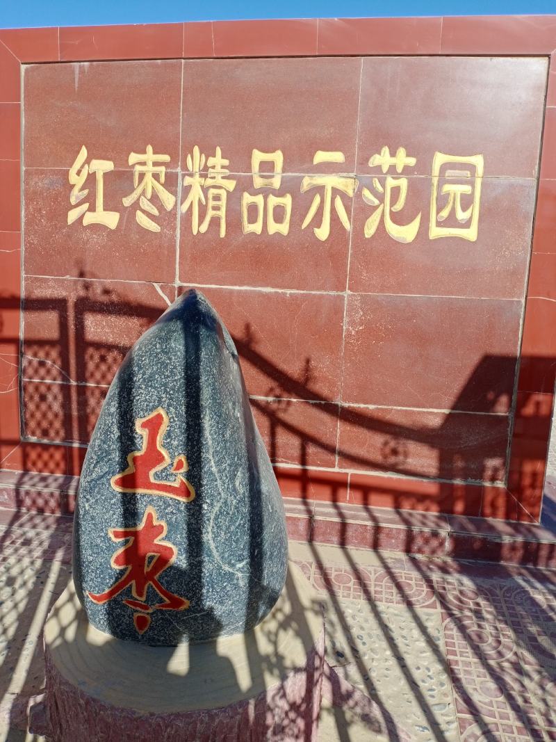 新货新疆大枣和田大枣玉枣红枣子干枣农户种植无加工批发价