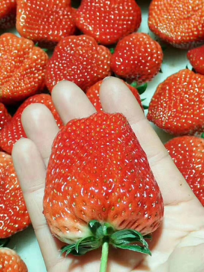 丹东玖玖草莓来自北纬41度的玖玖草莓大量上市中