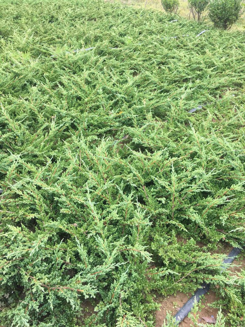 玉龙草日本矮生麦冬草细叶麦冬草免修剪