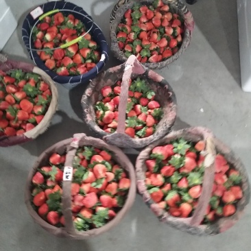 耿集宁丰宁玉妙香奶油草莓大量上市了