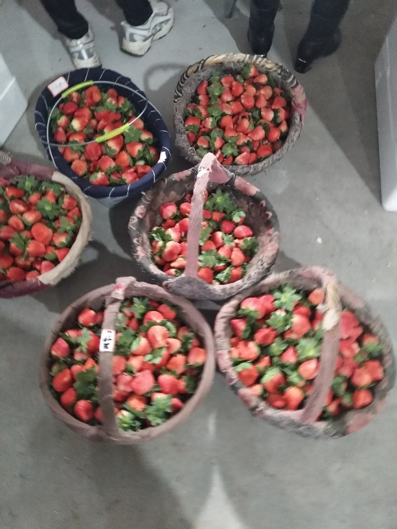 耿集宁丰宁玉妙香奶油草莓大量上市了