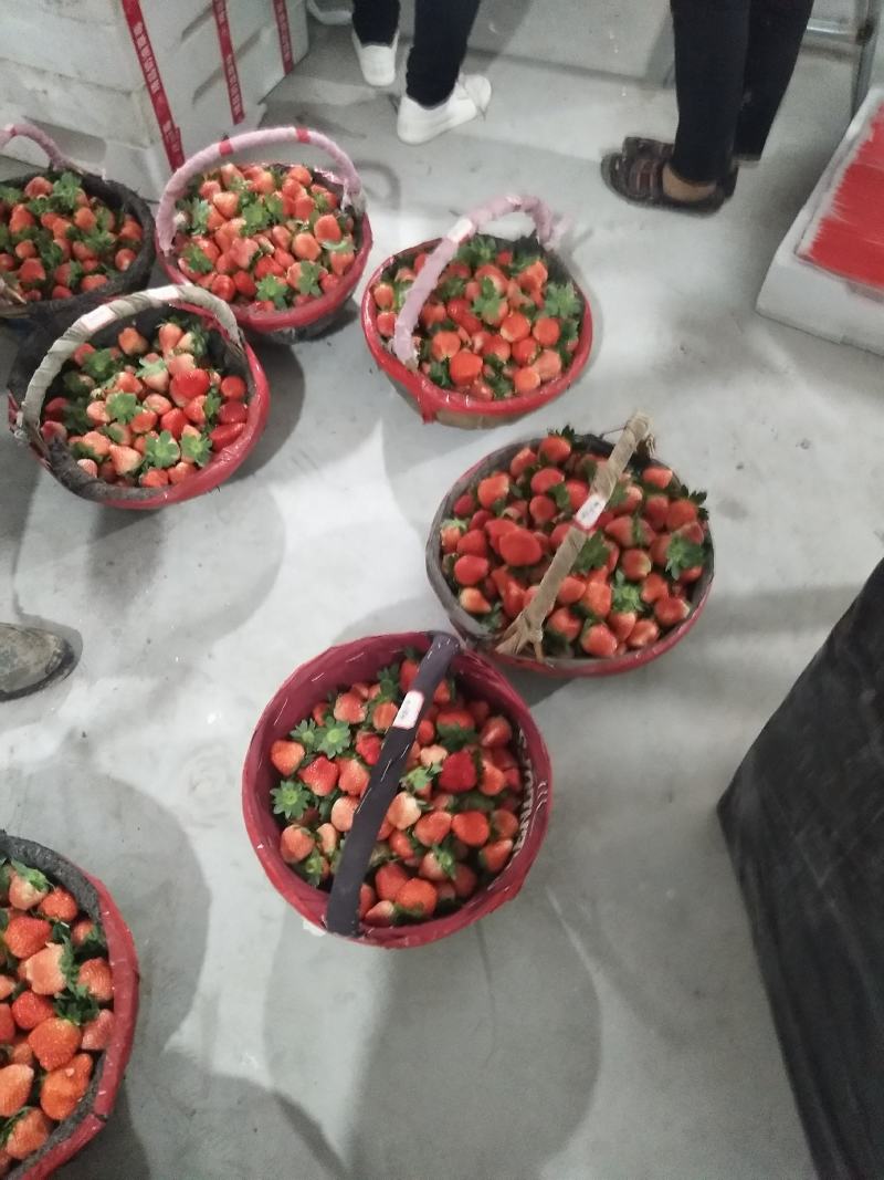 耿集宁丰宁玉妙香奶油草莓大量上市了