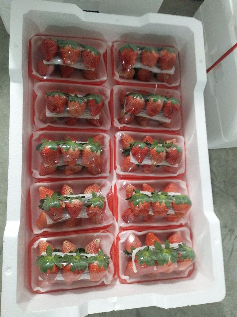 耿集宁丰宁玉妙香奶油草莓大量上市了