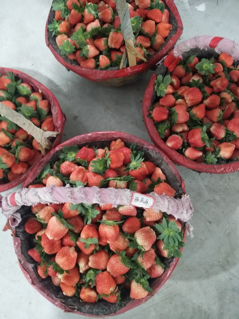 耿集宁丰宁玉妙香奶油草莓大量上市了