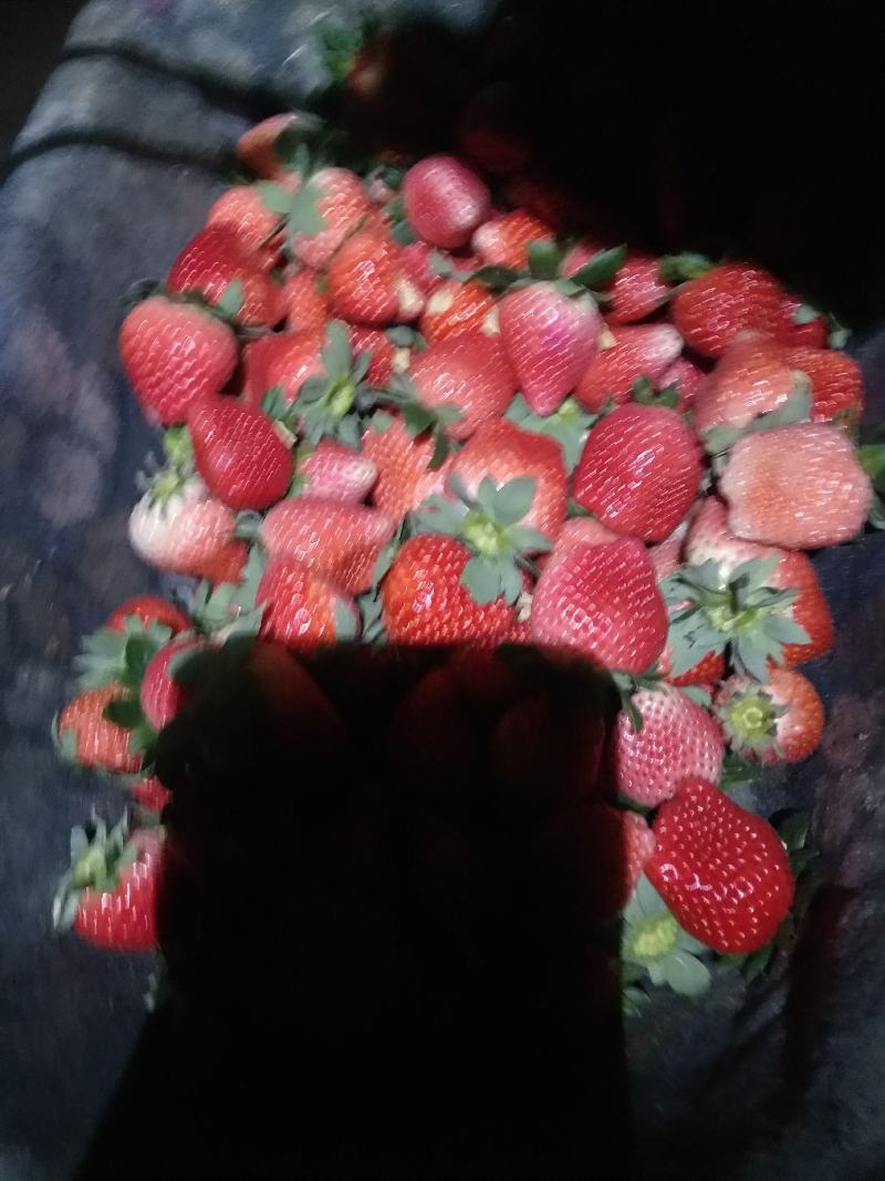 耿集宁丰宁玉妙香奶油草莓大量上市了