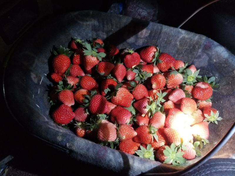 耿集宁丰宁玉妙香奶油草莓大量上市了