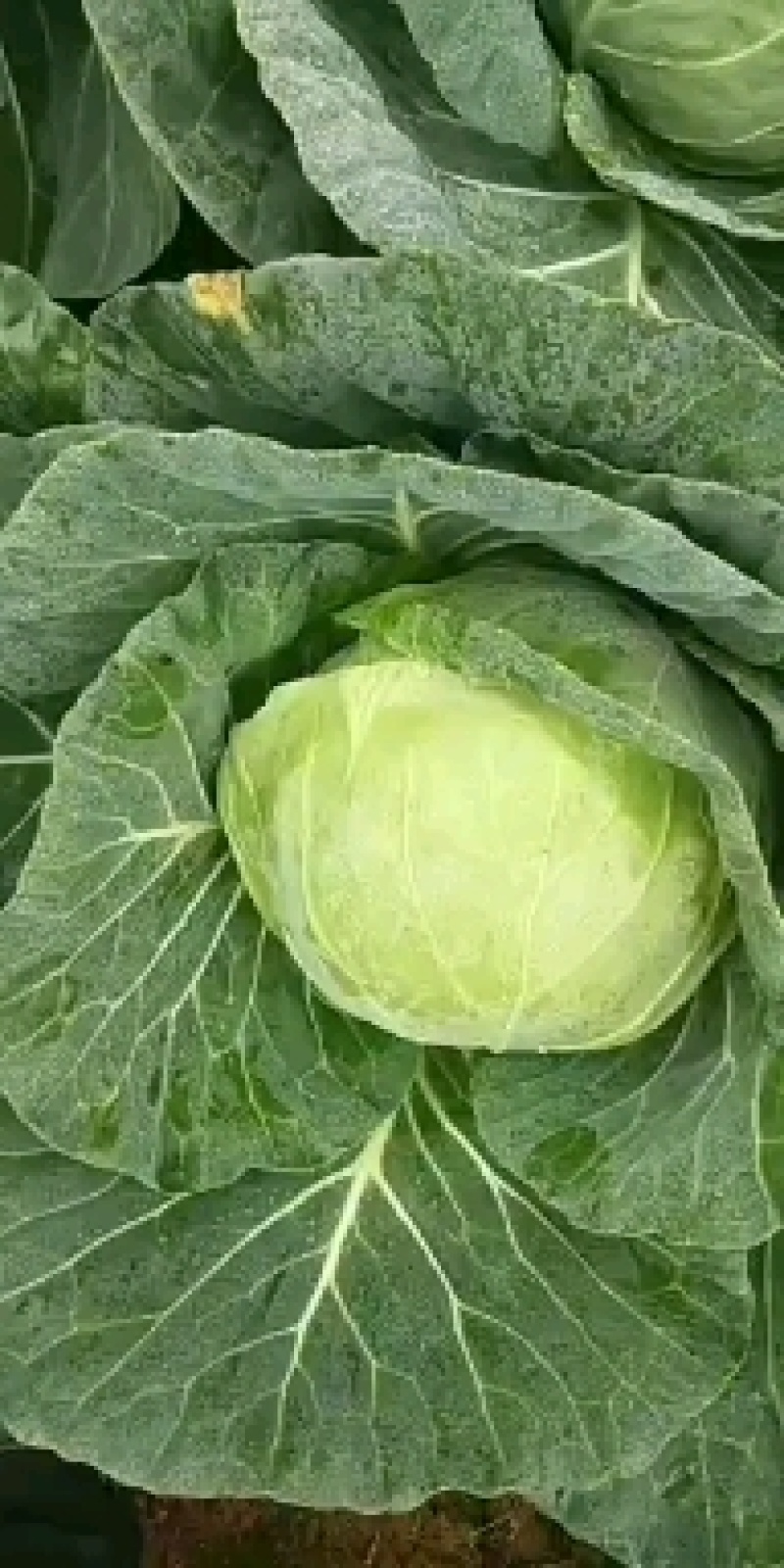 甘蓝大量出货质量保证。走车付款。