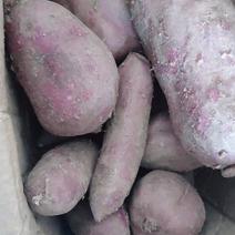 紫薯紫薯紫薯紫薯紫薯紫薯