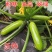 沃特油亮高产瓜条好西葫芦种子秋延越冬早春均可