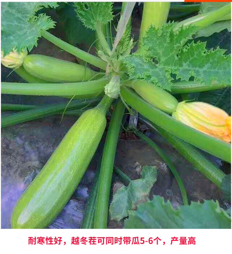 沃特油亮高产瓜条好西葫芦种子秋延越冬早春均可