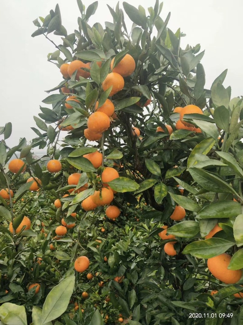 湖北枝江普早蜜橘口感酸甜皮薄多汁果园看货现摘现发信誉至上