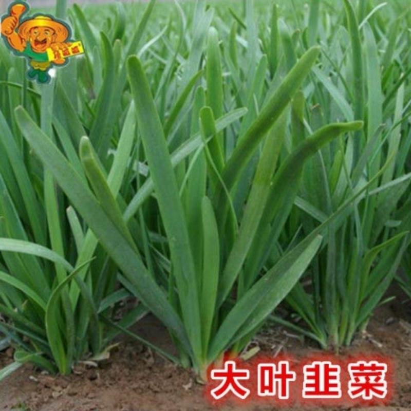 广州韭菜基地直供新鲜上市量大持续供应批发价低品质好