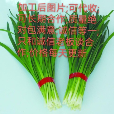 广州韭菜基地直供新鲜上市量大持续供应批发价低品质好