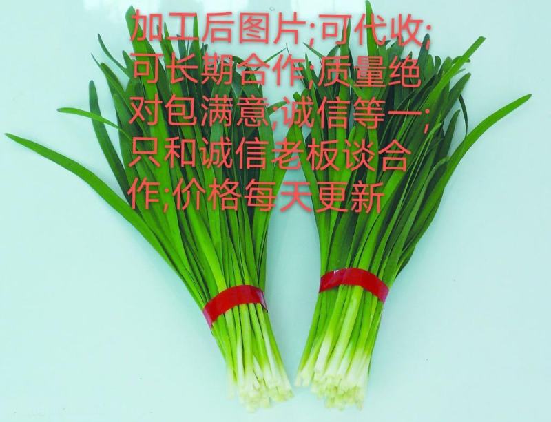 广州韭菜基地直供新鲜上市量大持续供应批发价低品质好