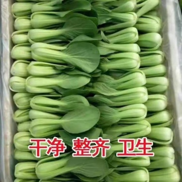 产地直供，优质上海青，欢迎各位老板来电洽谈合作