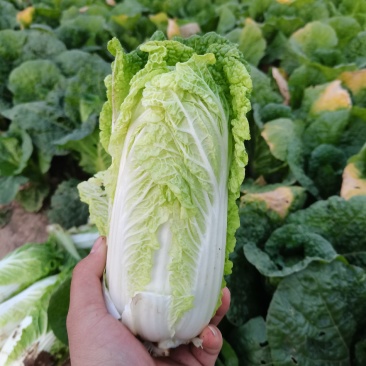 娃娃菜，大娃小娃马上上市