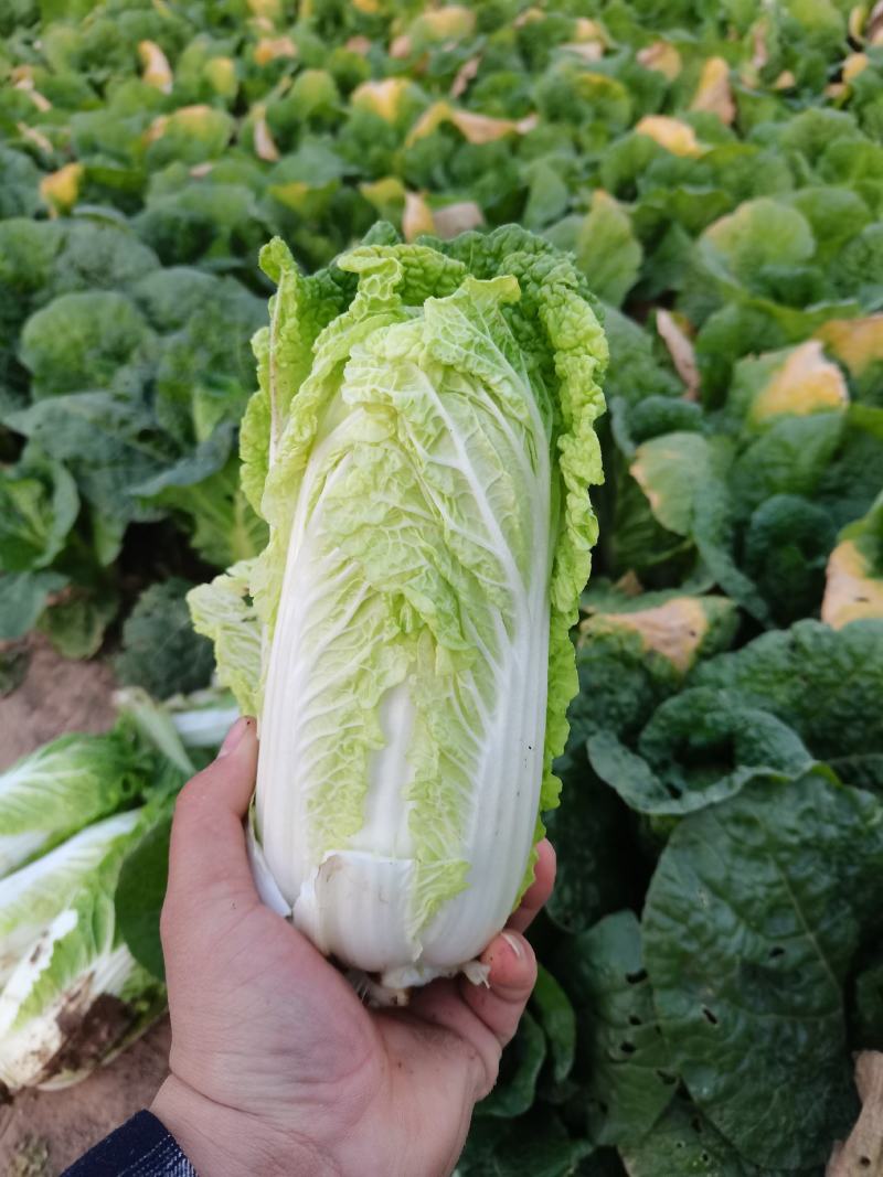 娃娃菜，大娃小娃马上上市