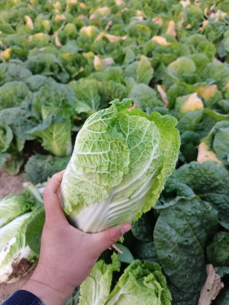 娃娃菜，大娃小娃马上上市